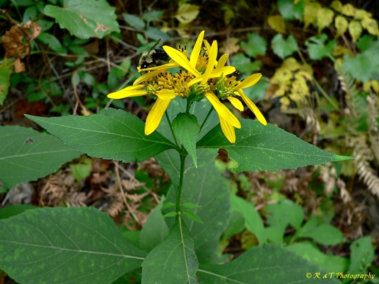 {Verbesina occidentalis}